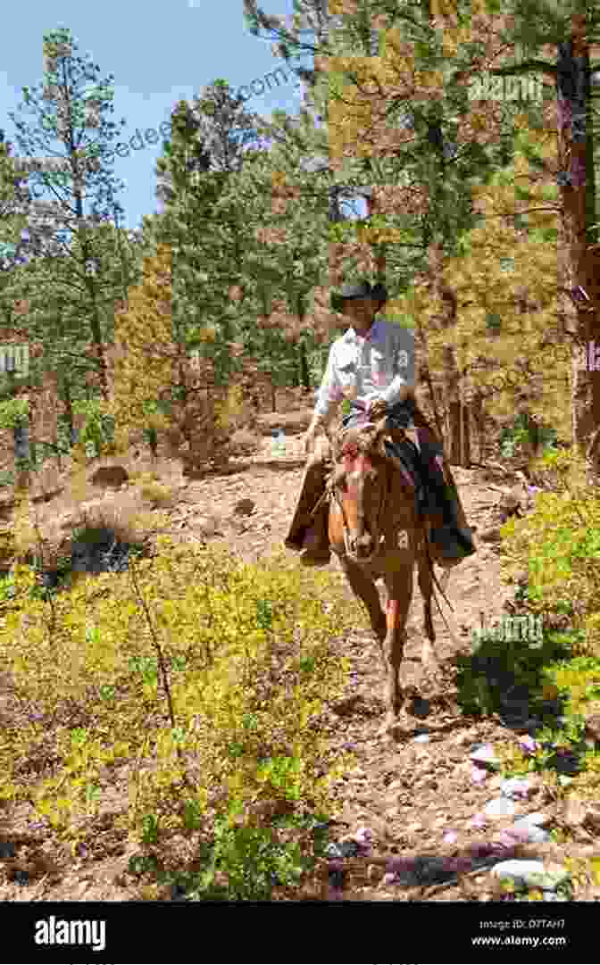 A Photograph Of A Cowboy On Horseback, Riding Through A Ponderosa Forest, With The Sun Casting A Golden Glow On The Scene. DOCUMENTING PONDEROSA: Moments Of Certain Time And Place