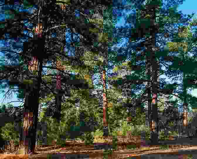 A Photograph Of A Serene Ponderosa Forest, With Towering Trees Reaching Towards The Sky, Creating A Majestic Canopy That Filters The Sunlight. DOCUMENTING PONDEROSA: Moments Of Certain Time And Place