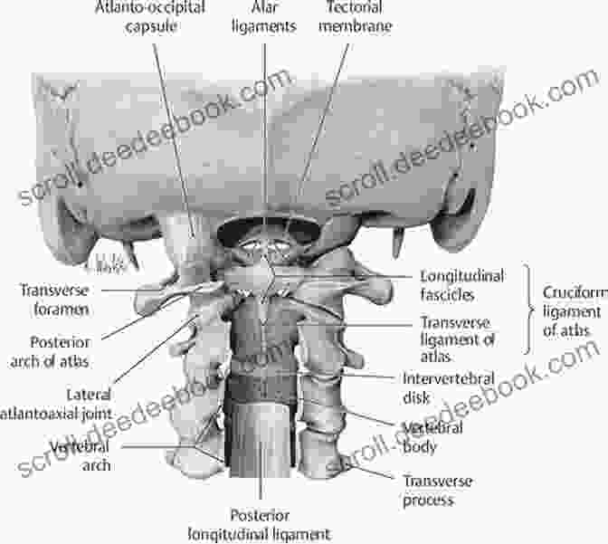 An Intricate Illustration Depicting The Craniovertebral Junction, Highlighting Its Anatomical Structures And Surgical Approaches Surgery Of The Cranio Vertebral Junction