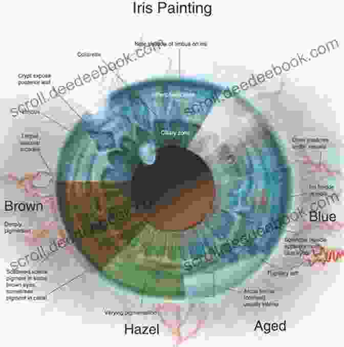 Detailed Anatomical Illustration Of The Iris And Pupil, Showcasing Their Intricate Structures And Relationships. Mastering Iris Repair: A Video Textbook Of Iris Repair And Pupilloplasty Techniques