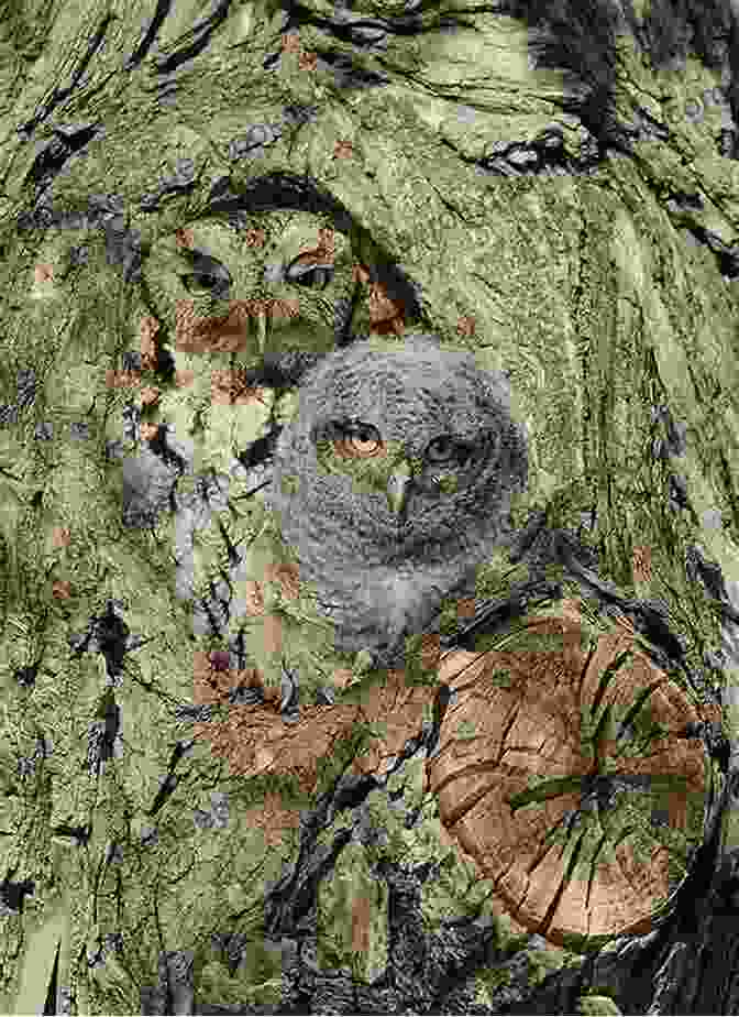 Owl Using Its Camouflaged Feathers To Blend Into Its Surroundings Raptor: A Journey Through Birds