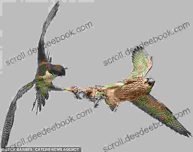 Peregrine Falcon Locking Onto Its Target In Mid Air Raptor: A Journey Through Birds