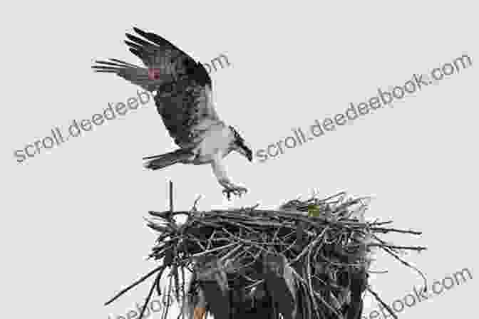 Researchers Monitoring A Raptor Nest As Part Of A Conservation Program Raptor: A Journey Through Birds